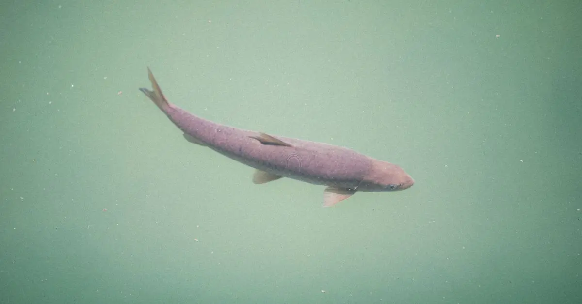 Les Poissons de Rivière : Un Voyage à Travers les Écosystèmes Aquatiques