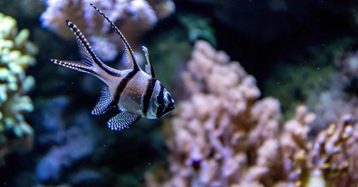 Les 10 poissons les plus emblématiques des mers du monde