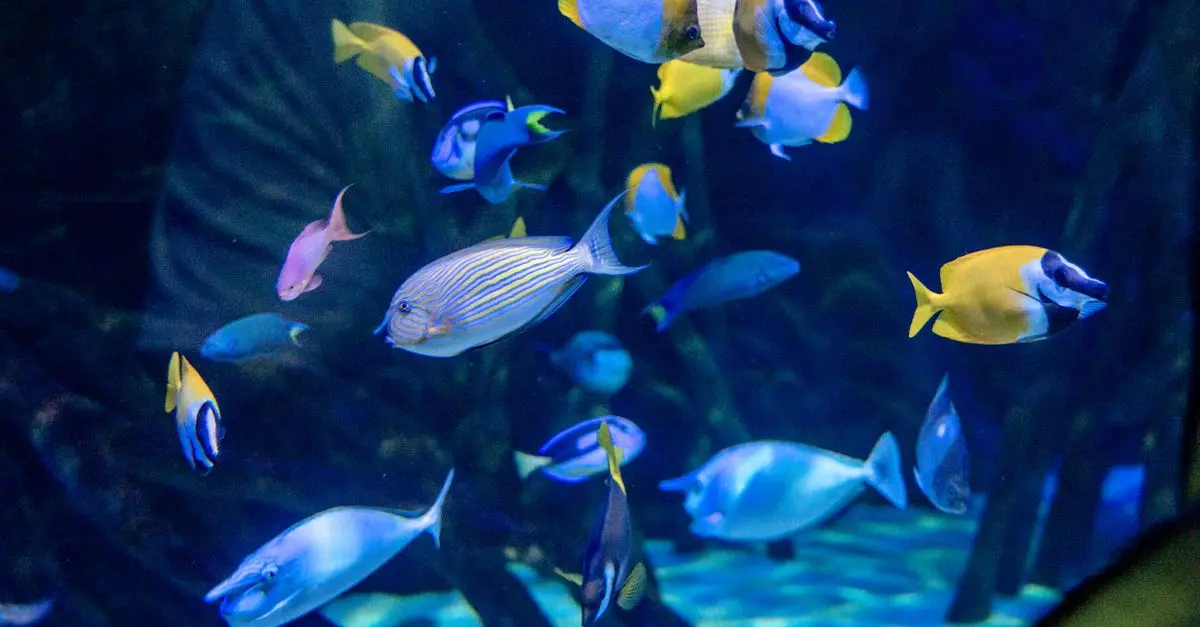Les poissons les plus étranges à découvrir dans le monde