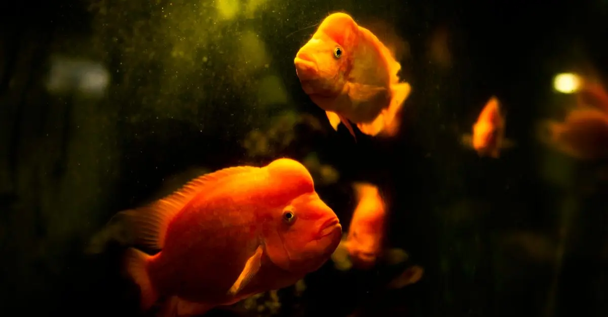 Les poissons d'eau douce les plus étranges à découvrir