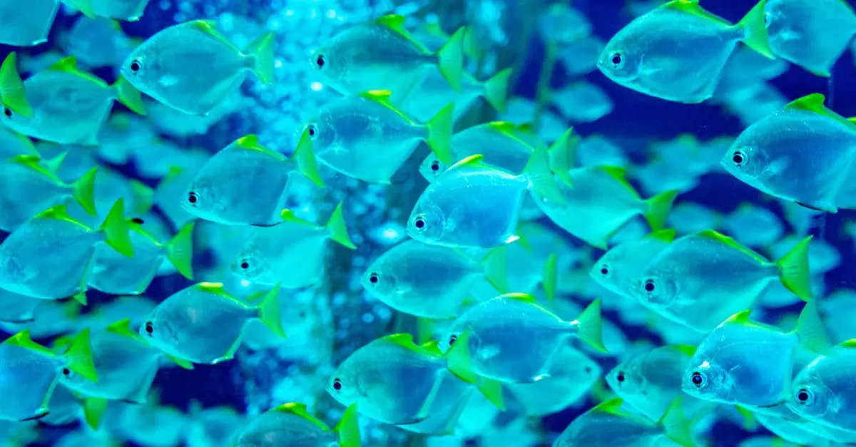 Les poissons d'eau douce les plus fascinants à travers le monde