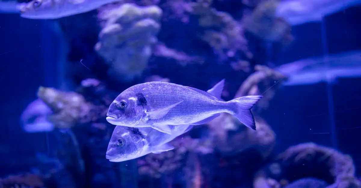 Poisson d'eau douce ou d'eau salée : lequel choisir ?