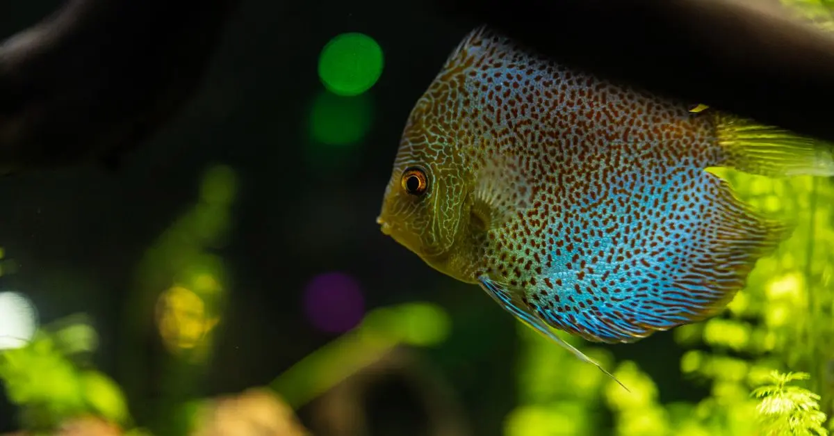 Comprendre les poissons d'eau douce : caractéristiques et soins