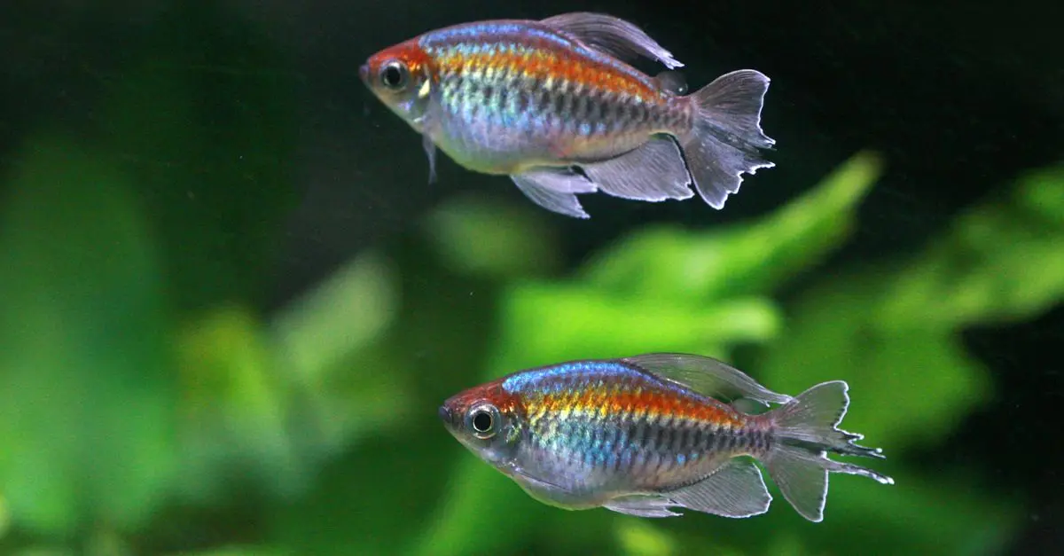 Comparatif : Poissons d'Amérique du Sud vs Poissons d'Afrique