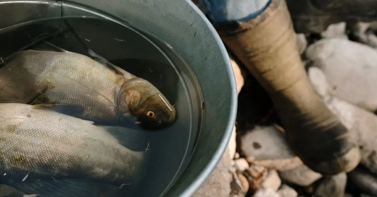 Les poissons d'eau douce du monde : diversité et adaptations