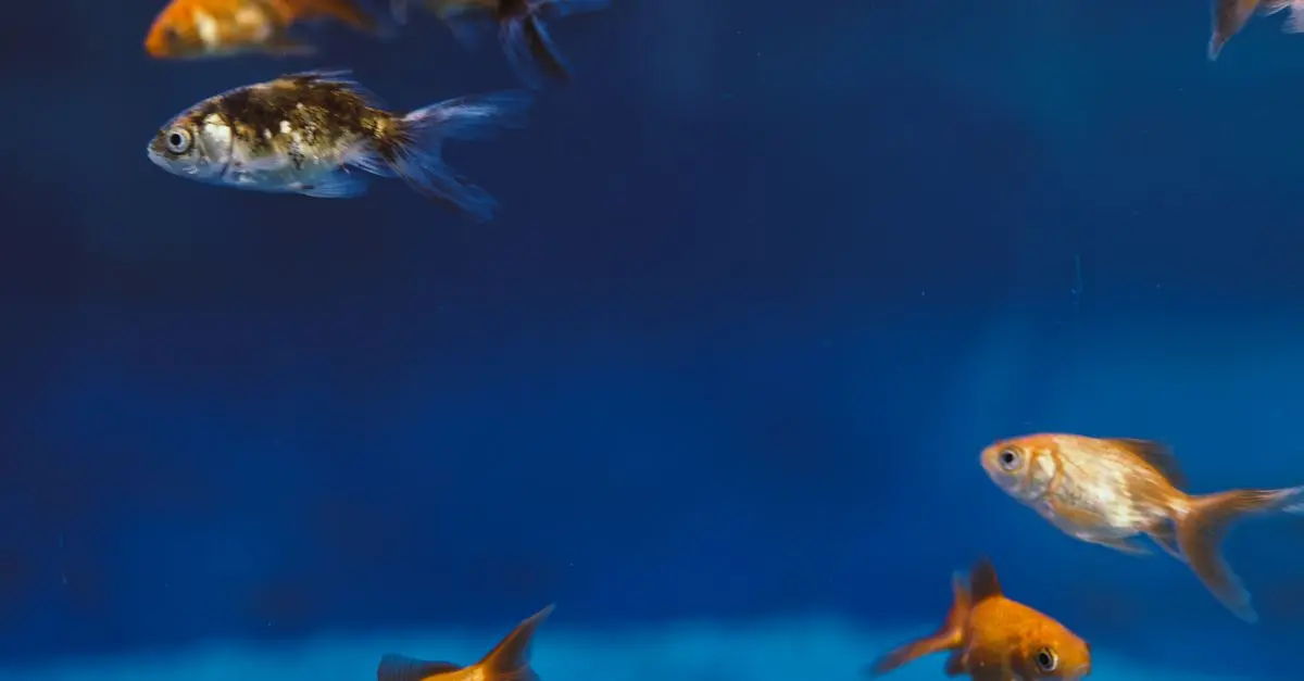 Comment combattre les maladies courantes chez les poissons