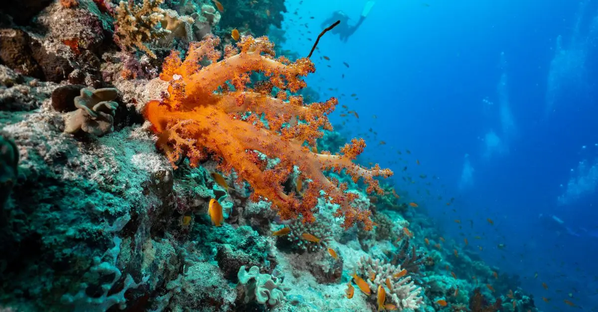 Les poissons du monde : espèces emblématiques à découvrir absolument
