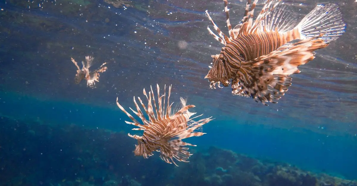 Les poissons les plus venimeux à travers le monde
