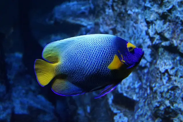 Les Poissons Étranges des Profondeurs : Un Voyage au Coeur du Mystère