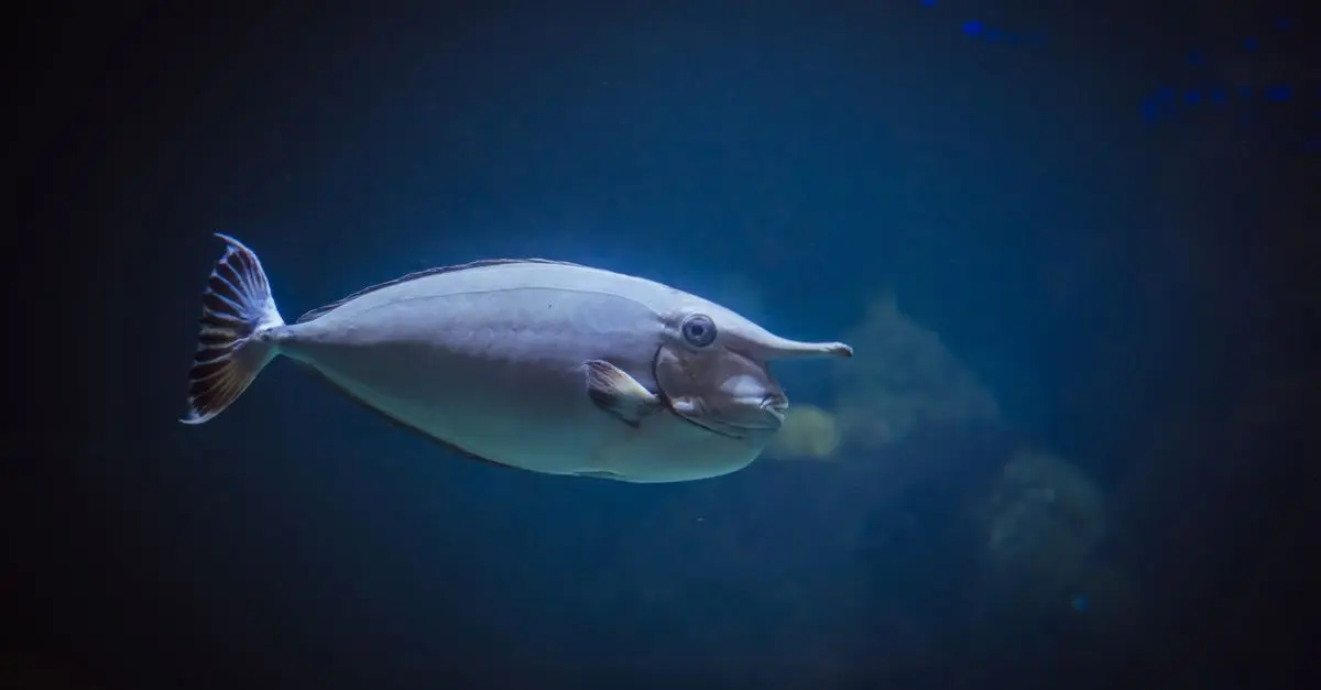 Les Poissons les Plus Étranges du Monde à Découvrir