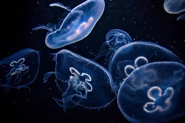 Les poissons bioluminescents : Mystères et Adaptations