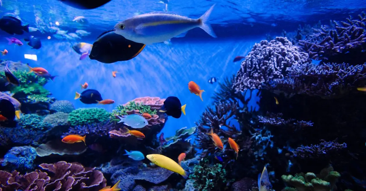 Explorer les habitats des poissons à travers le monde
