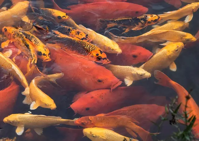 Comment identifier les poissons d'eau douce : guide pratique