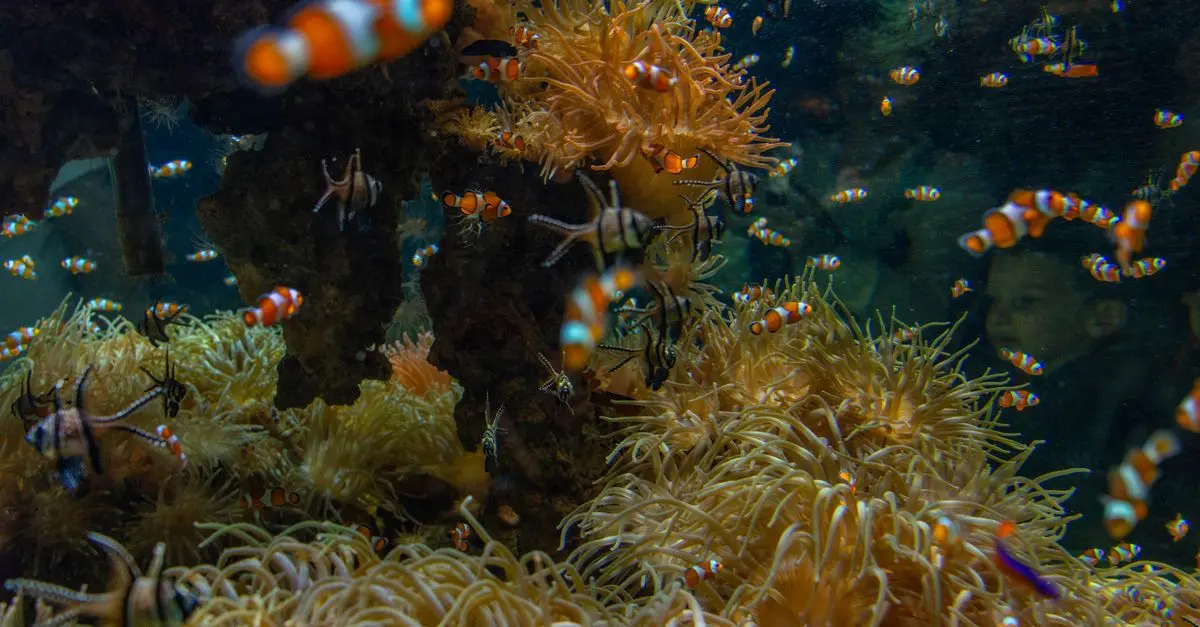Les 10 poissons les plus emblématiques du monde à découvrir