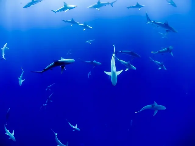 Les Poissons des Océans : Espèces Fascinantes à Connaître