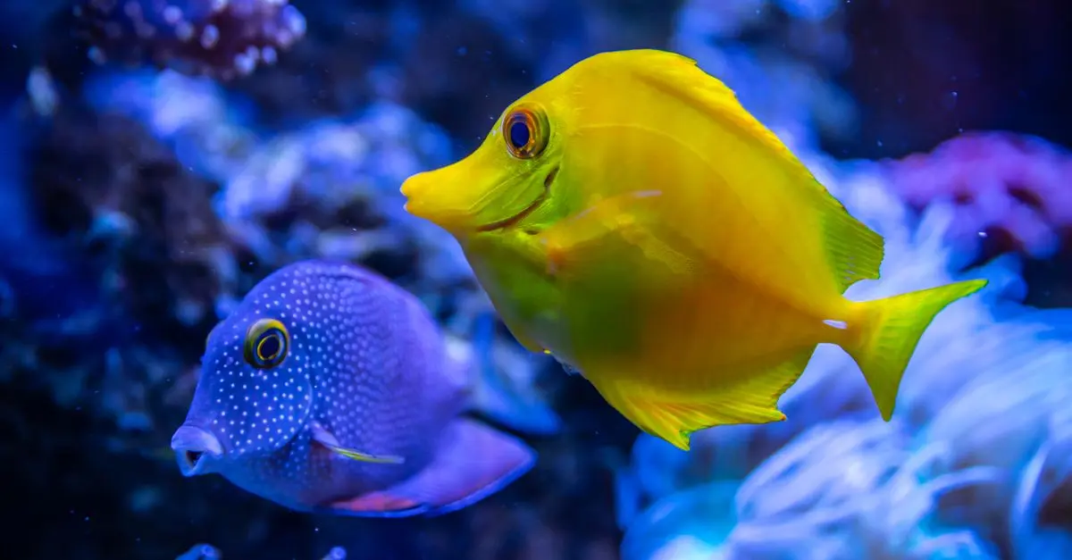 Les Signes pour Reconnaitre un Poisson Stressé