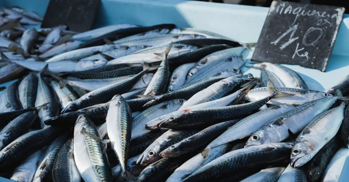 Les poissons de récif les plus populaires
