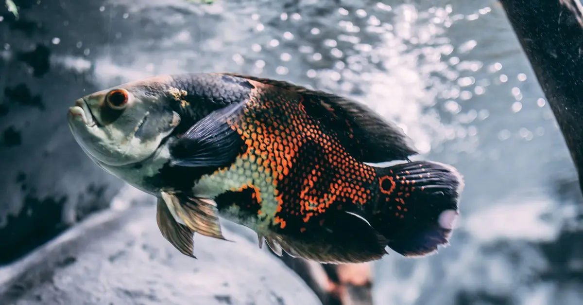 Les poissons d'eau douce les plus fascinants à découvrir