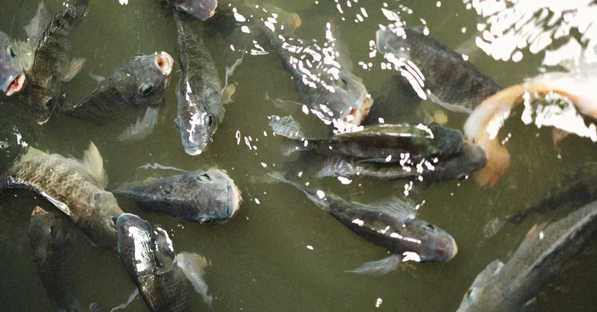 Les Poissons des Rivières : Diversité et Adaptations Fascinantes