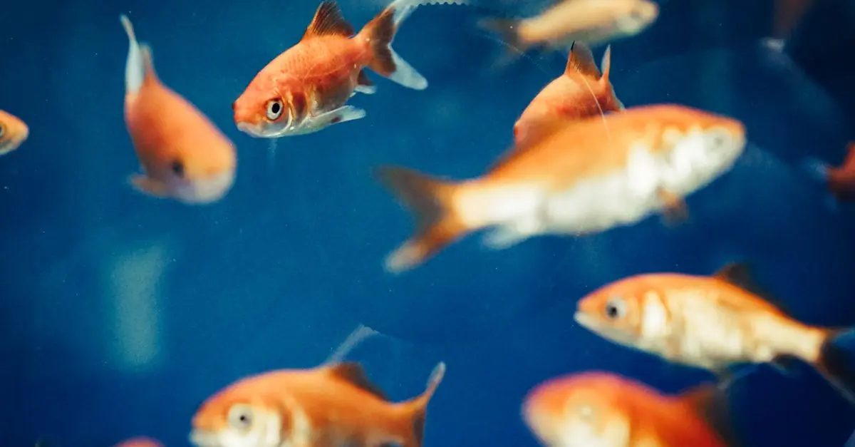 Les défis de la préservation des espèces de poissons