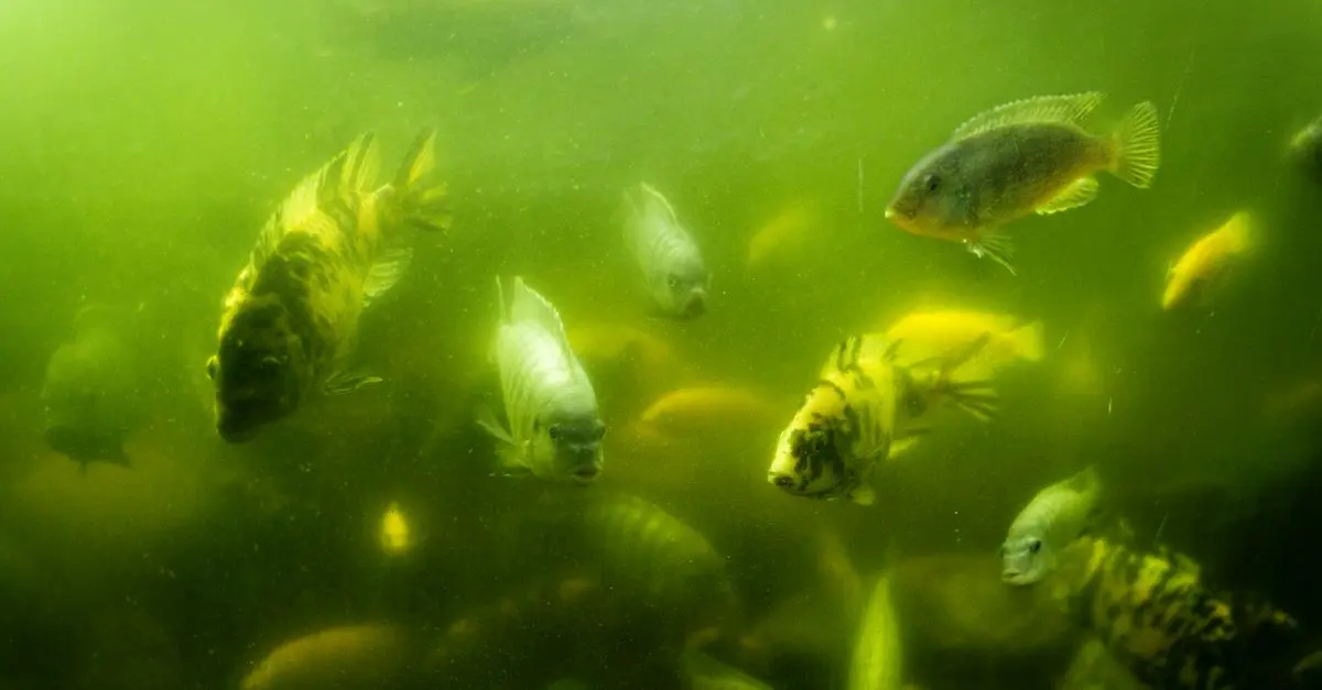 Les Poissons des Lacs : Espèces Intrigantes à Découvrir
