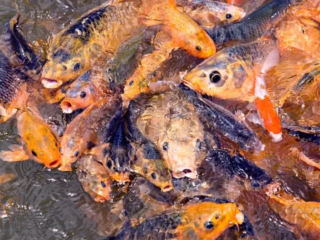 Les Poissons d'Eau Douce : Espèces et Habitats à Explorer