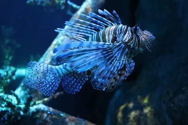 Les Poissons du Monde : Espèces aux Adaptations Étonnantes