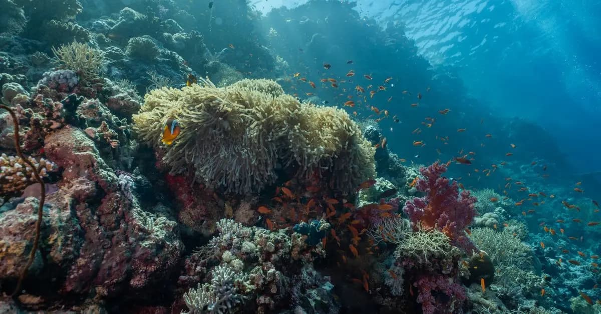 Les poissons les plus emblématiques des mers du monde
