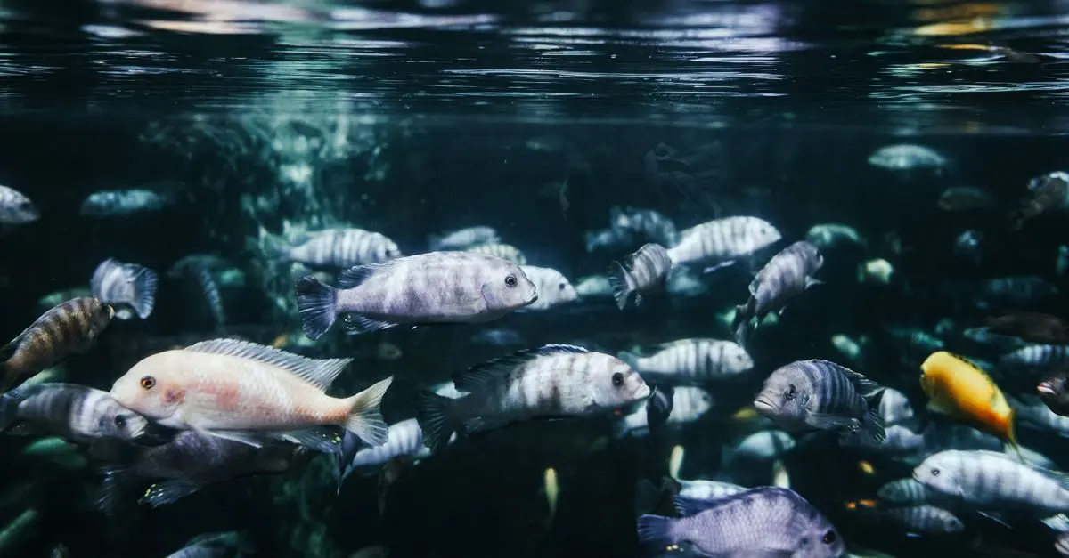 Les Poissons d'eau Douce les Plus Étonnants à Découvrir