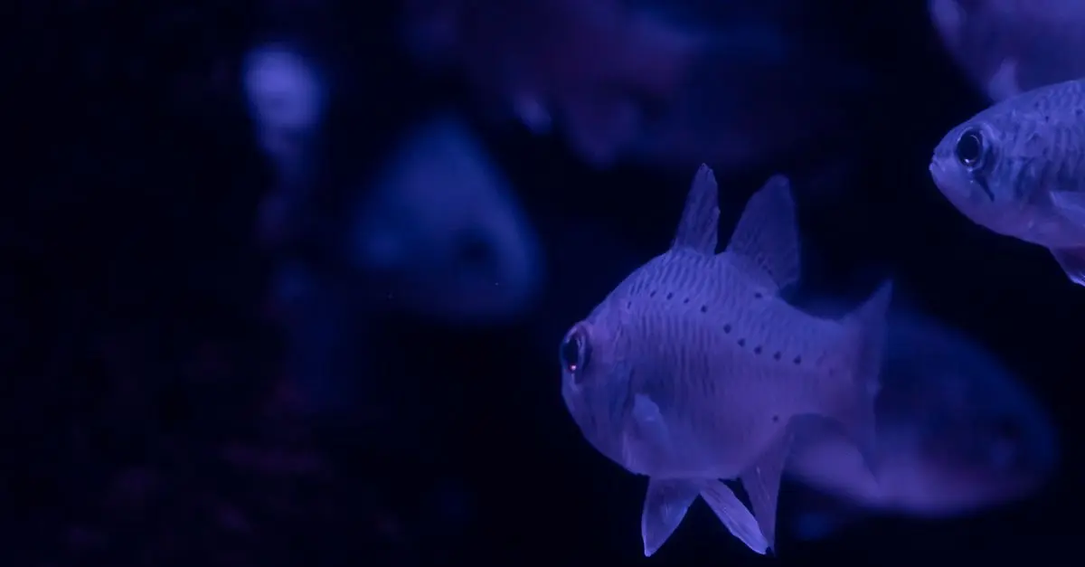 Les poissons les plus troublants des profondeurs marines