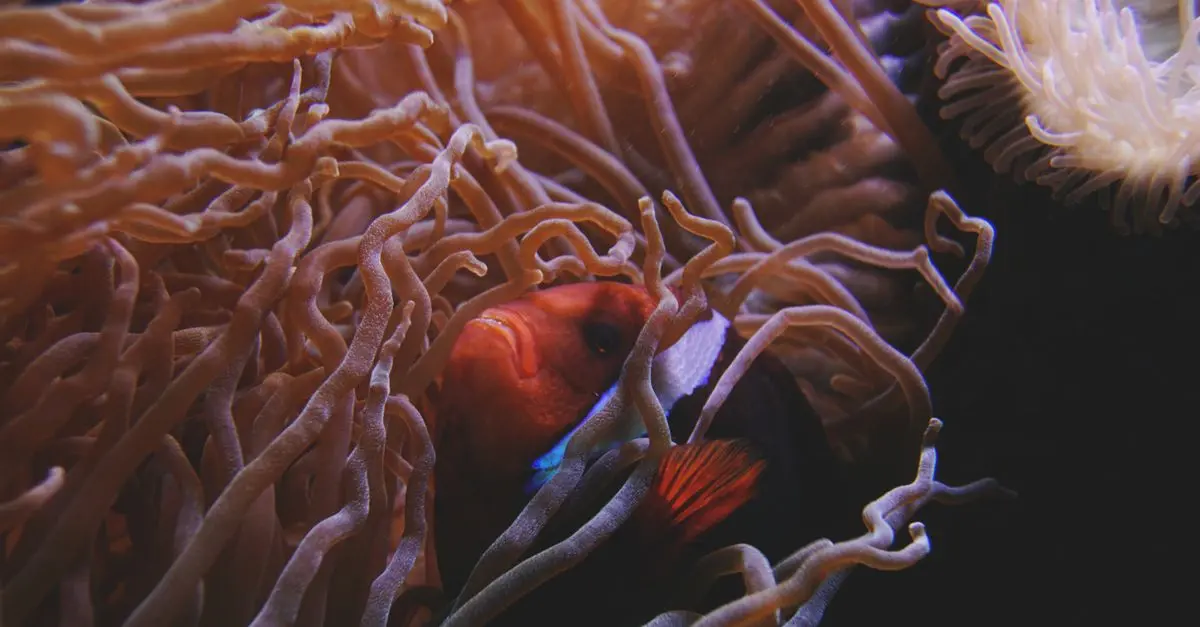 La migration spectaculaire des poissons en détails