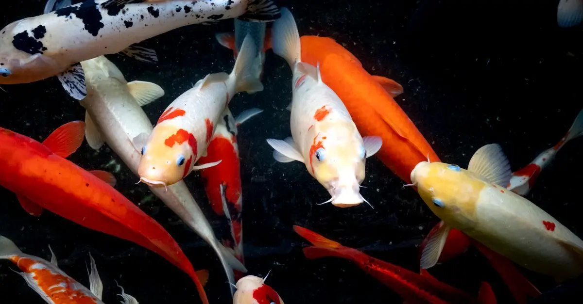 Les Poissons des Grands Lacs : Espèces Fascinantes à Explorer