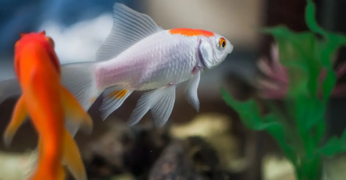 Les défis de l'élevage de poissons tropicaux