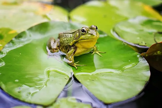 Découvrez les Poissons d'Eau Douce les Plus Étonnants