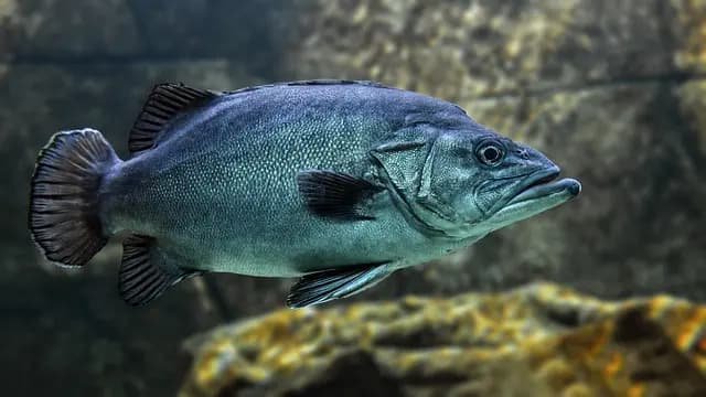 Les poissons les plus étonnants du monde : espèces à découvrir