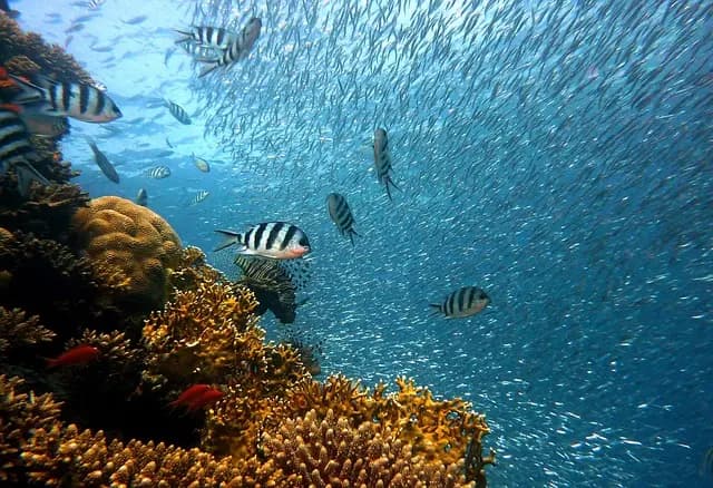 Les poissons de récif : espèces fascinantes à découvrir