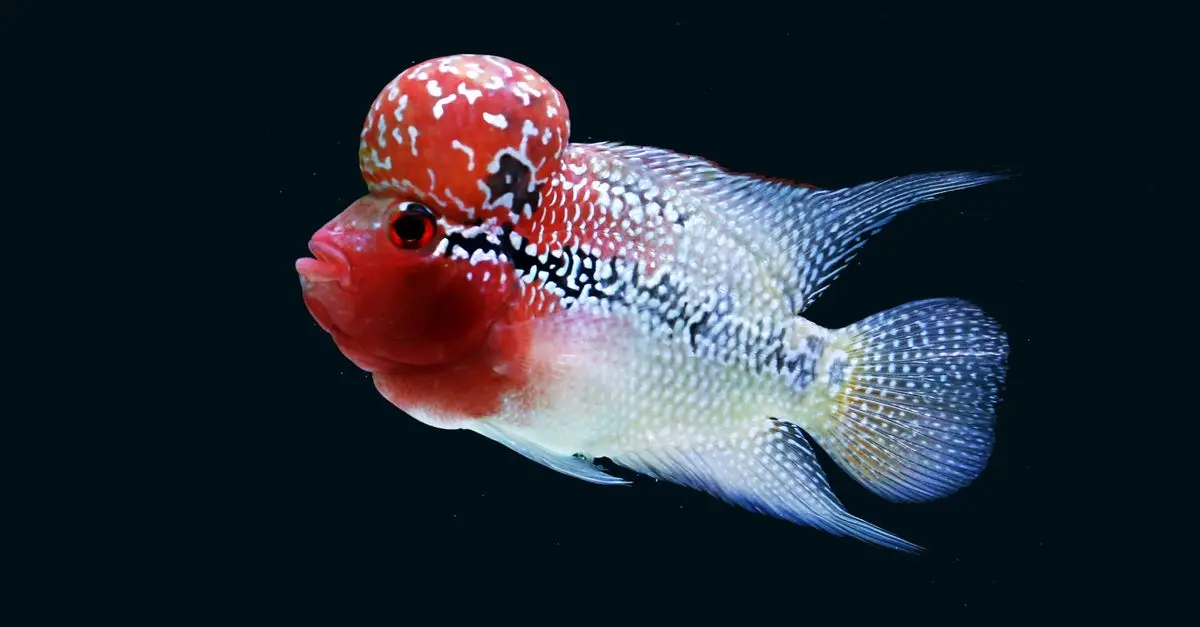 Les différentes espèces de requins et leurs caractéristiques