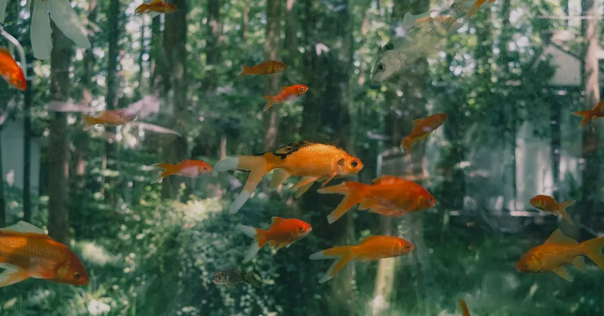 Guide des poissons pour un aquarium d'eau froide