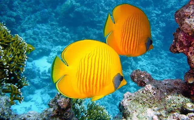 Les Poissons Étonnants des Mers Tropicales : Espèces à Découvrir