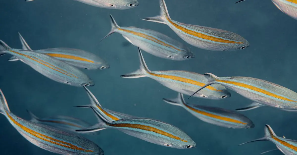 Les avantages d'avoir des plantes vivantes dans son aquarium