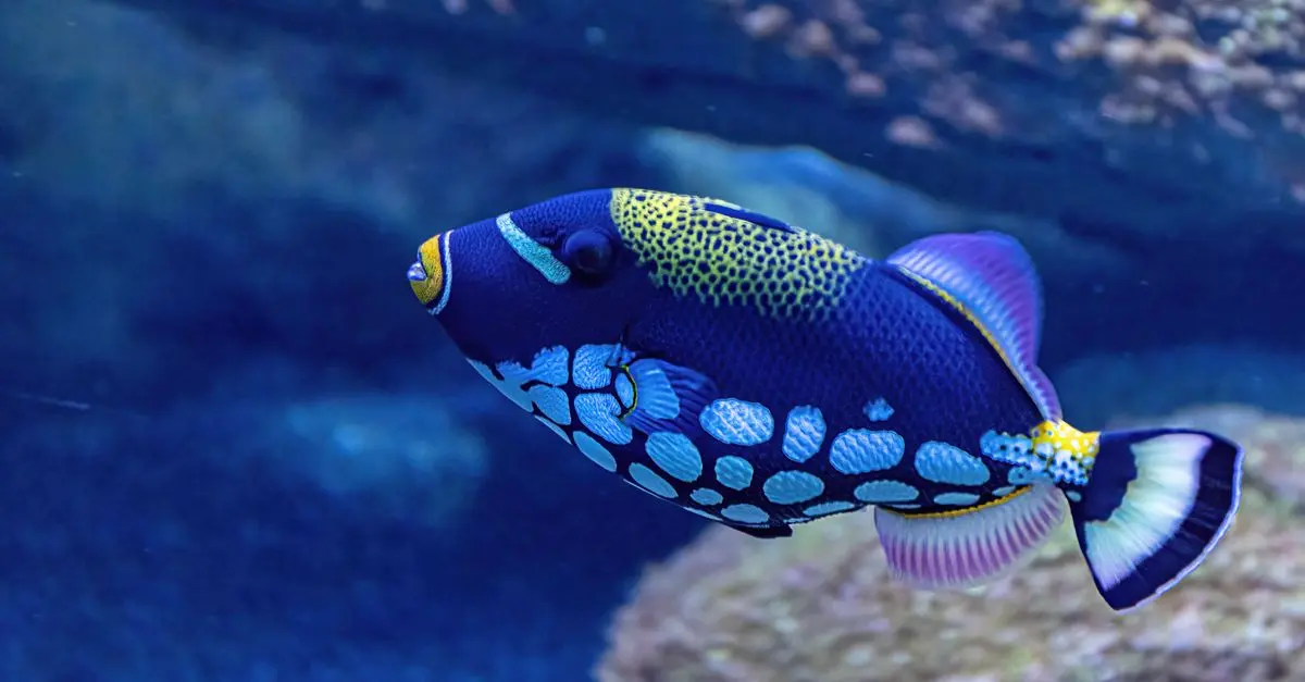 Tout Savoir sur les Poissons Volants