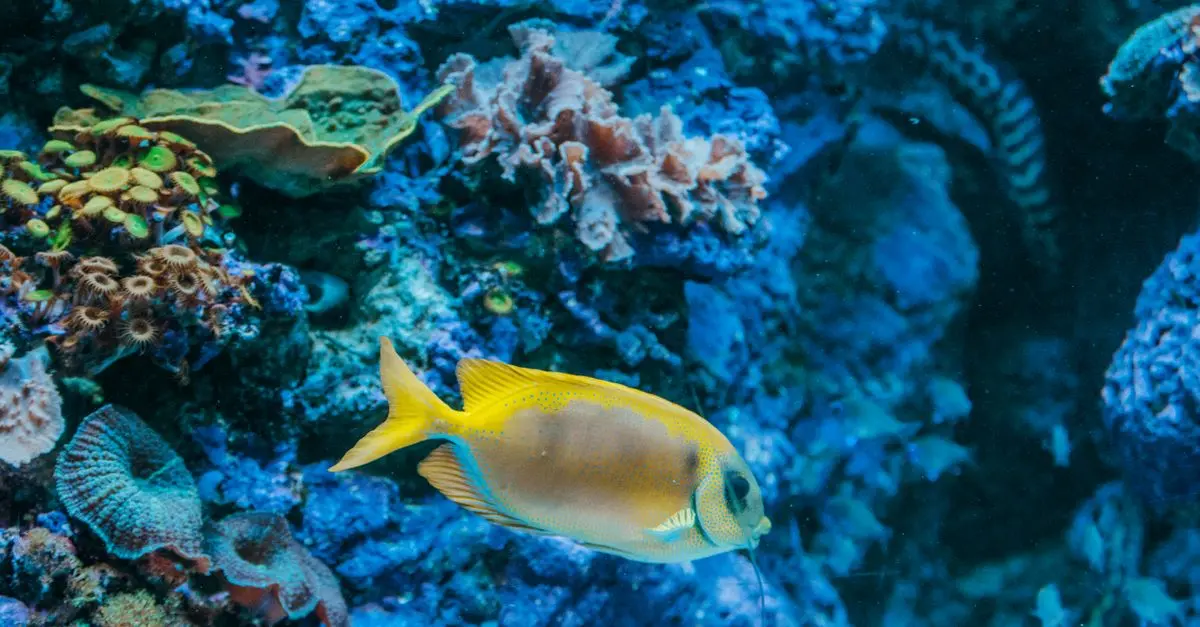 Les Poissons des Mers Tropicales : Espèces à Découvrir