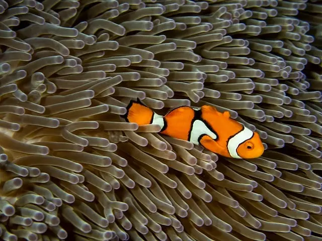 Les poissons les plus incroyables des océans à découvrir