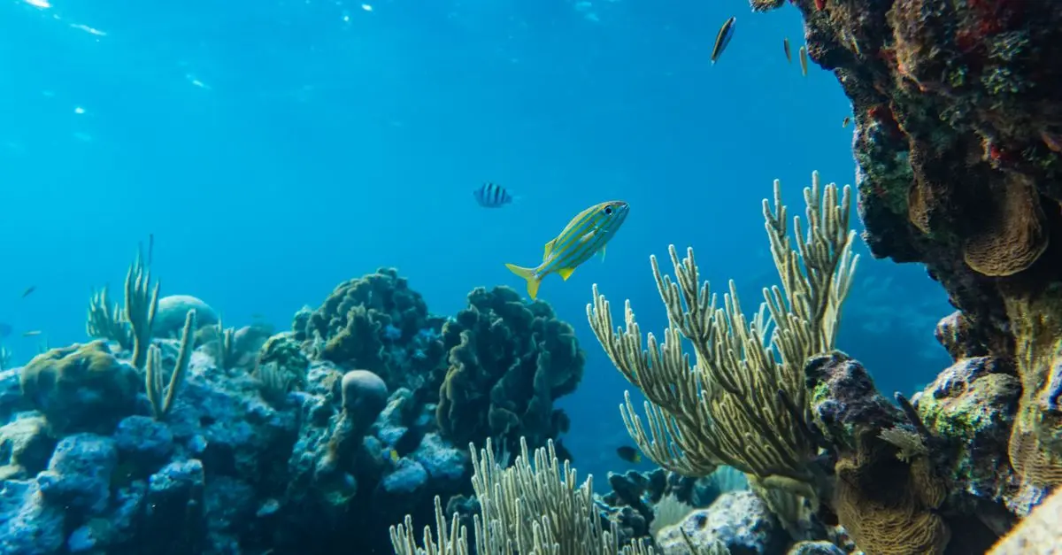 Les poissons les plus mystérieux du monde à connaître