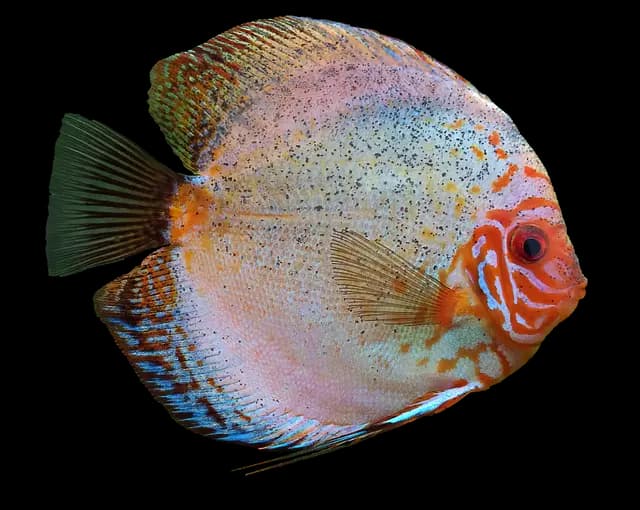 Les poissons d'eau douce incontournables à connaître