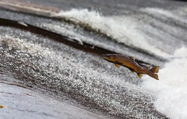 Les poissons d'eau douce des cinq continents : diversité et spécificités
