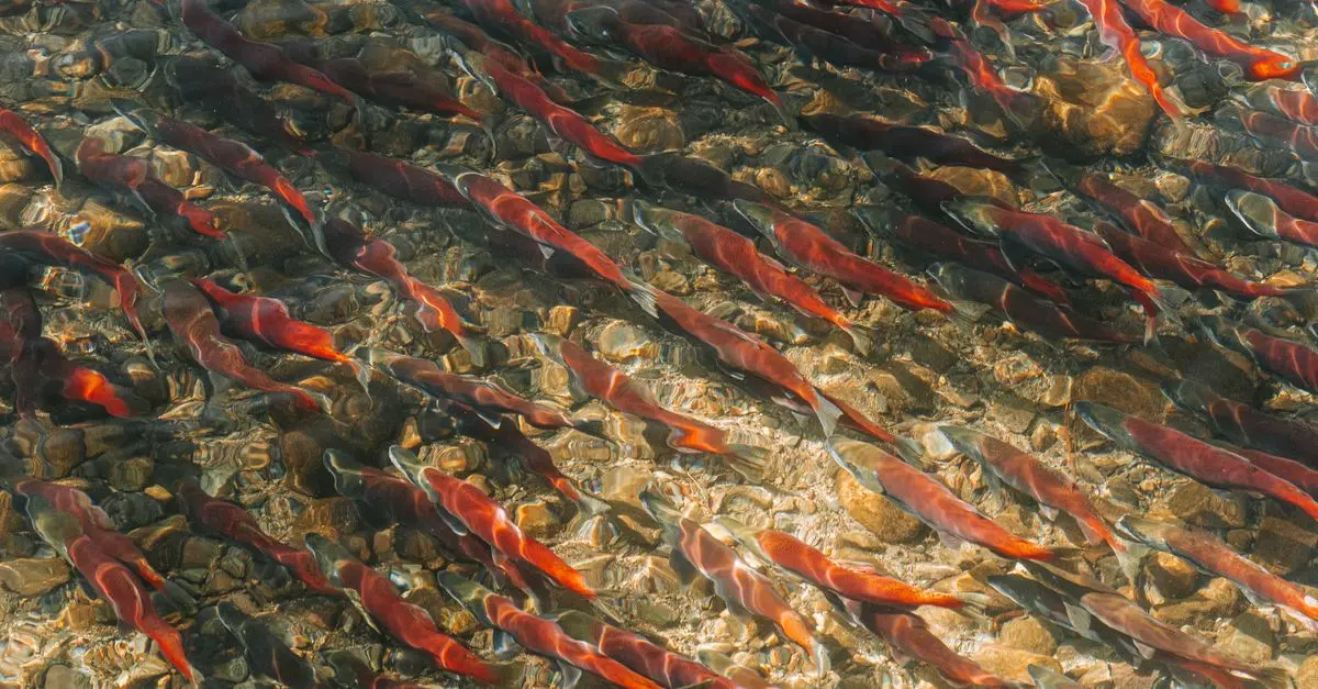 Découverte des poissons d'eau douce des cinq continents