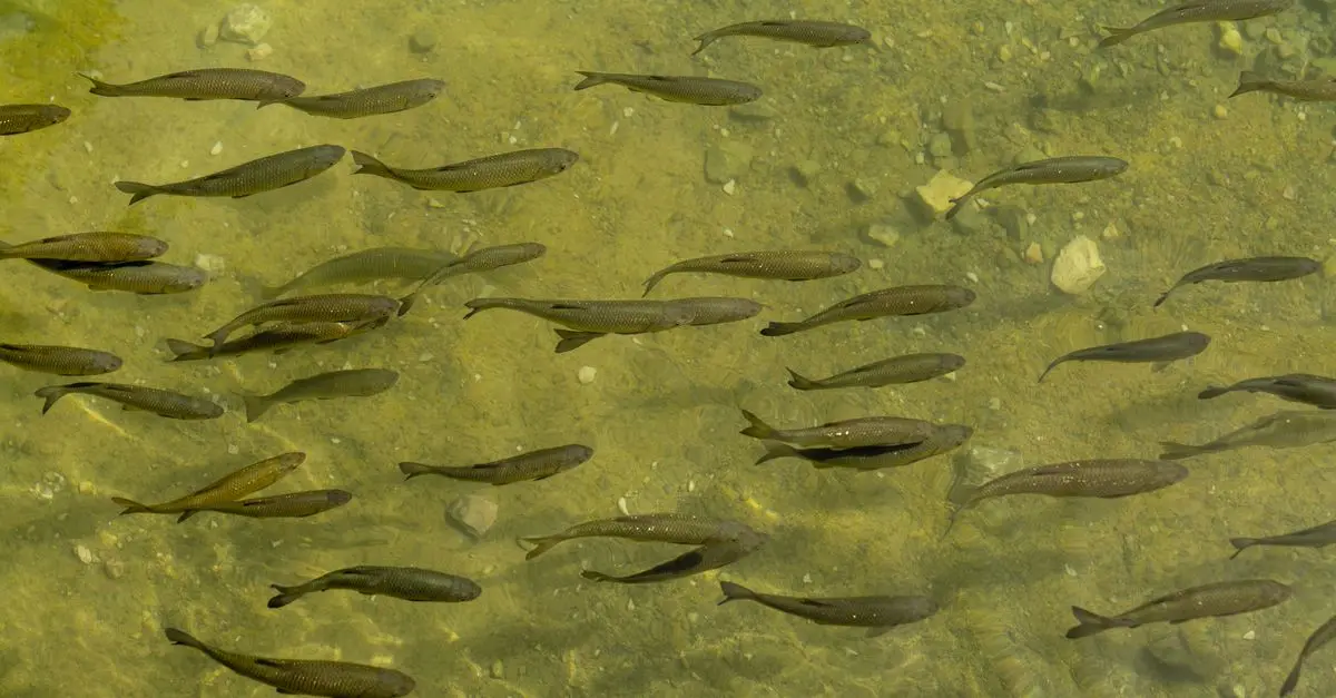 Les poissons migrateurs : un voyage fascinant à travers les mers