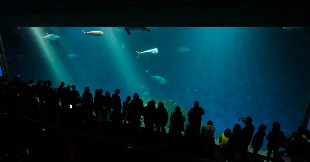 Les poissons les plus impressionnants du monde à découvrir