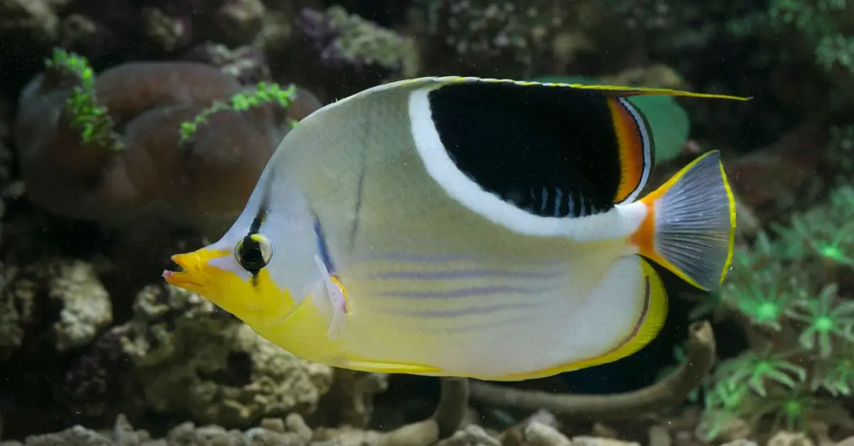 Les 10 poissons les plus colorés à découvrir
